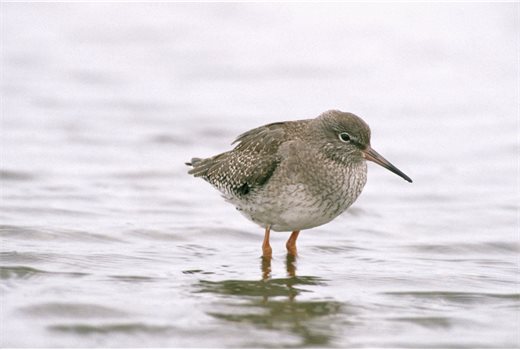 DDC supports new wetland -Redshank © Andy Hay (rspb-images.com)
