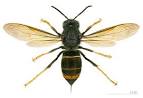 Asian Hornet