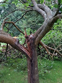 tree responsibility council - snapped branch