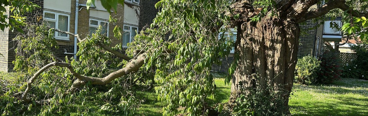 Tree Responsibility
