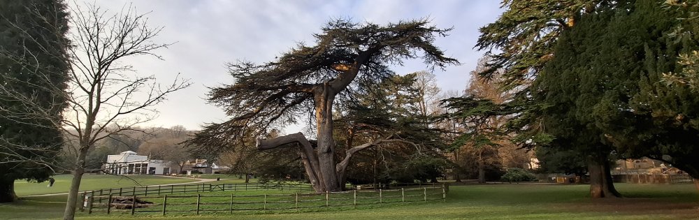 Tree management works to a protected tree